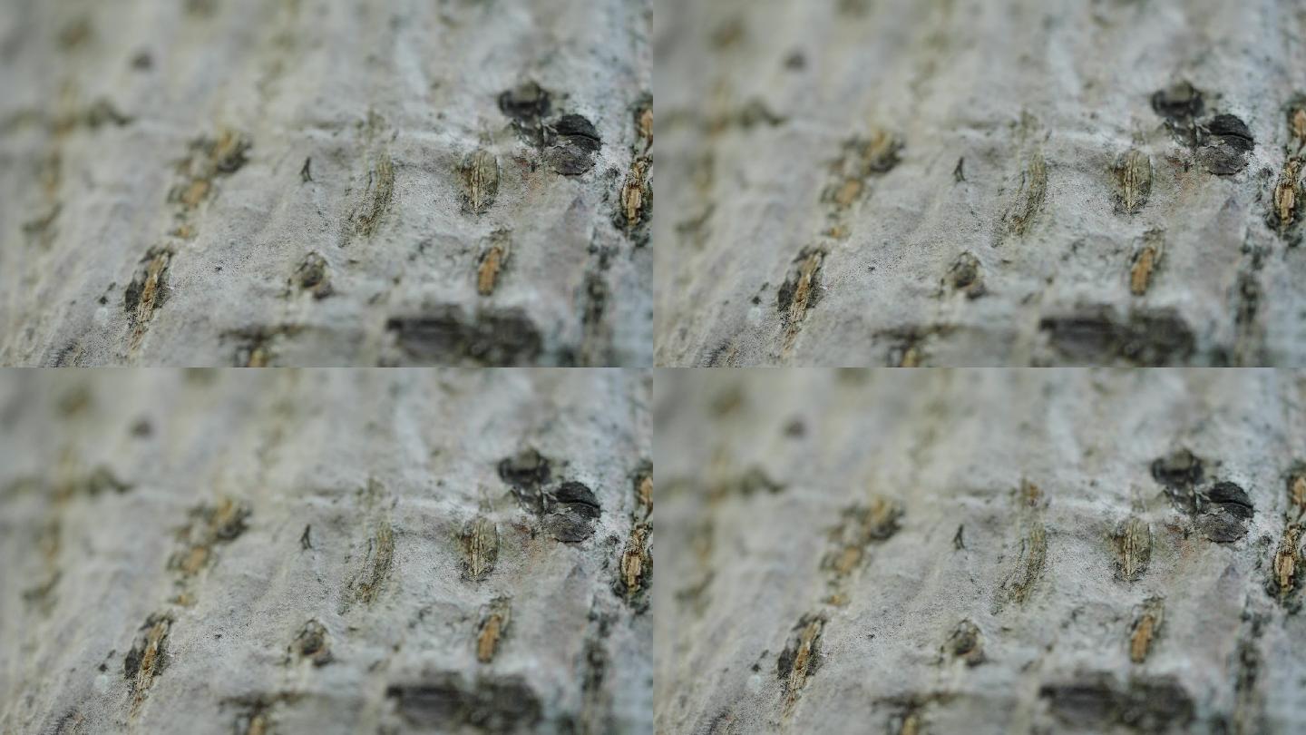 【正版素材】春天树上蚂蚁FX0451