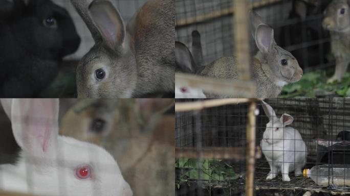 农村兔子养殖视频素材