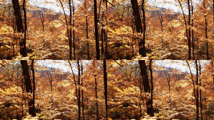 阳光下的树木枯黄秋天入秋