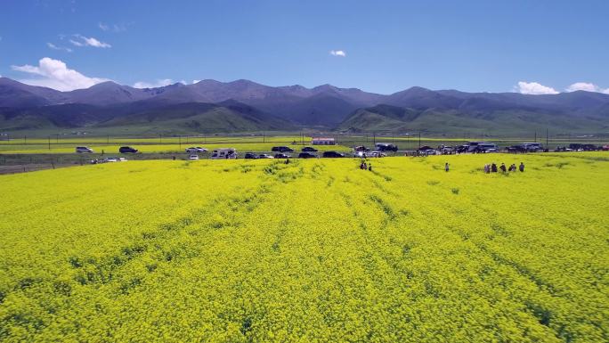 4K青海湖边油菜花