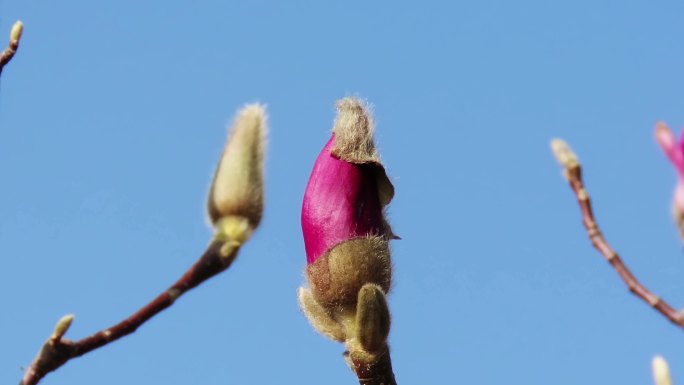 春天紫玉兰花芽变化集合