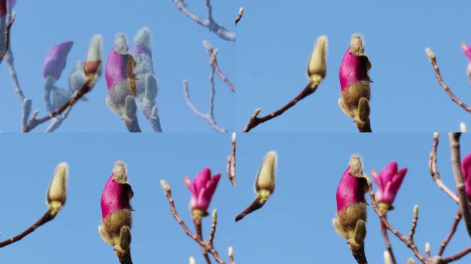 春天紫玉兰花芽变化集合