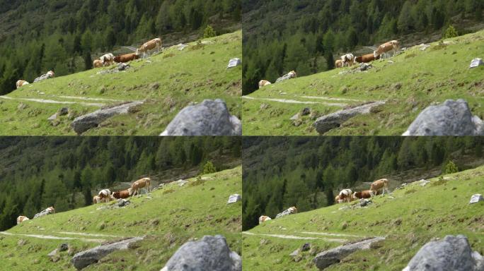 瑞士山间奶牛