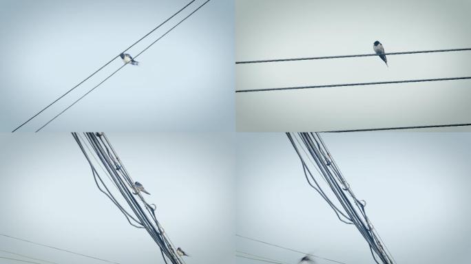 电线上的燕子麻雀小鸟视频素材