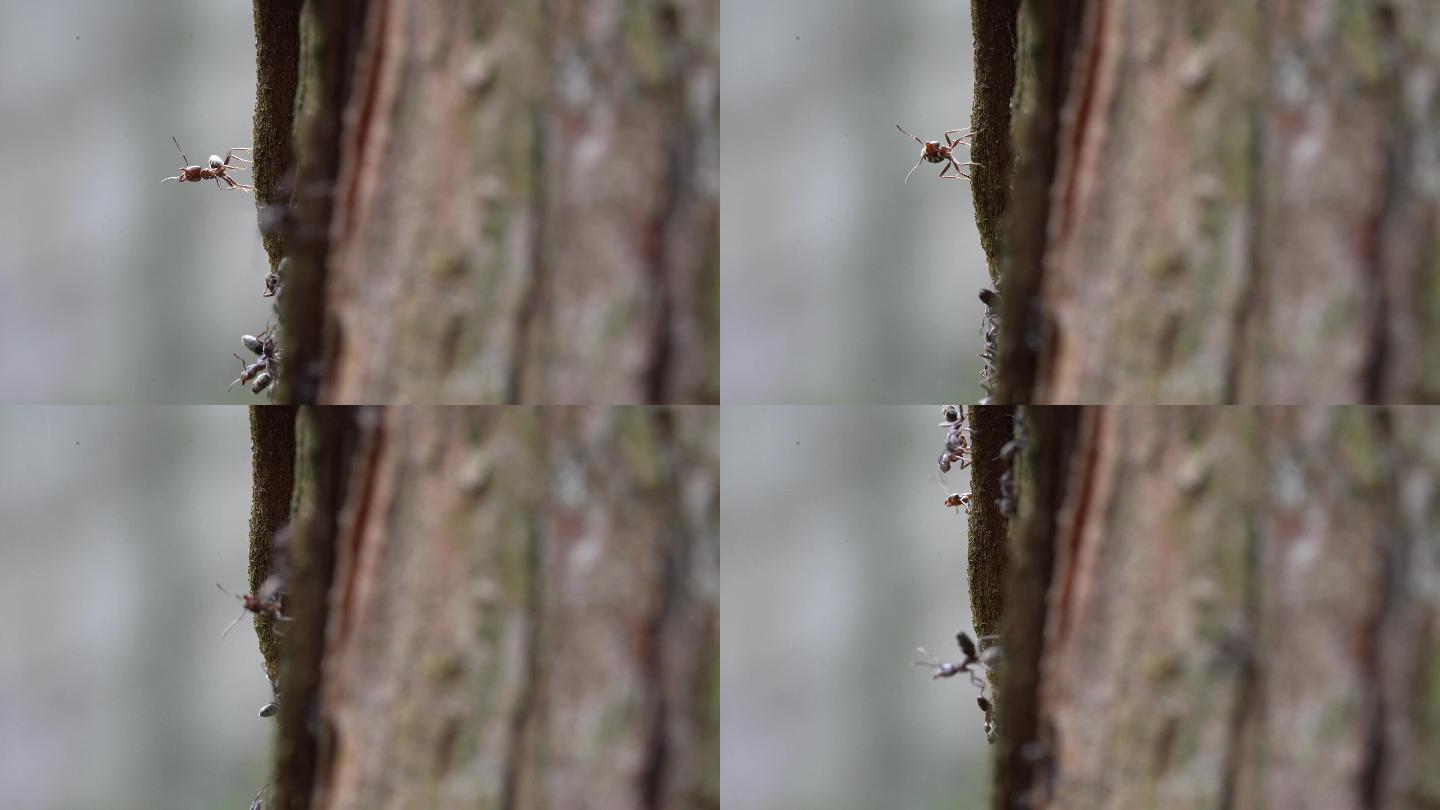 【4K原创】树上的蚂蚁