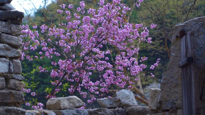 桃花  蜜蜂 农村院落