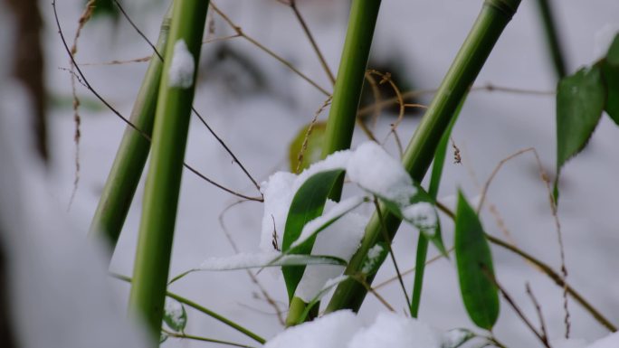 雪中绿竹