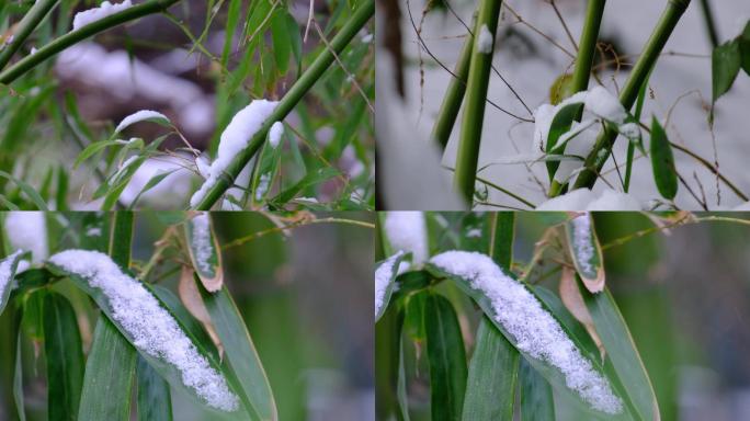 雪中绿竹