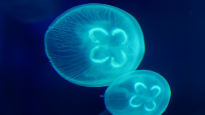 4K实拍水母海底生物