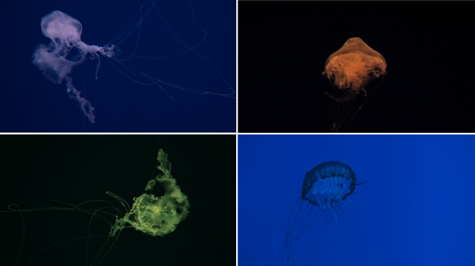 4K实拍水母海底生物