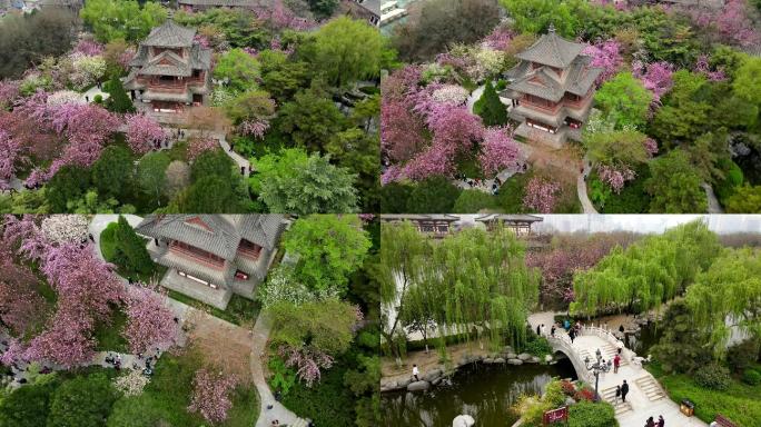 青龙寺合集西安青龙寺樱花春天花开