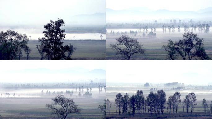 树木树林薄雾雾气朦胧荒凉