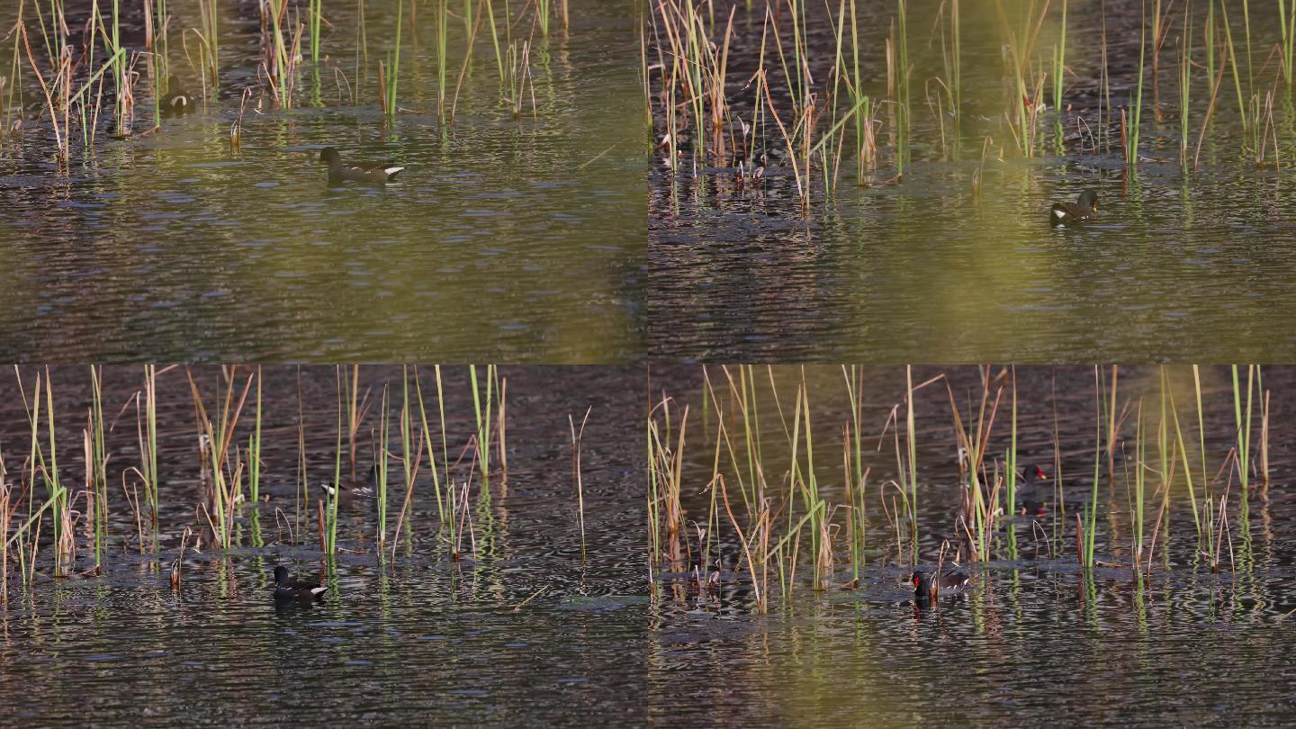 河里游动的野鸭子