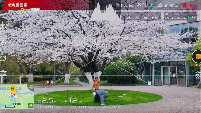 无人机操控屏幕视角下的大樱花树