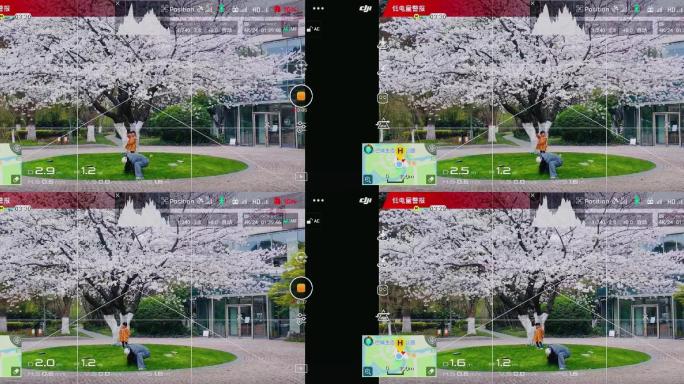 无人机操控屏幕视角下的大樱花树