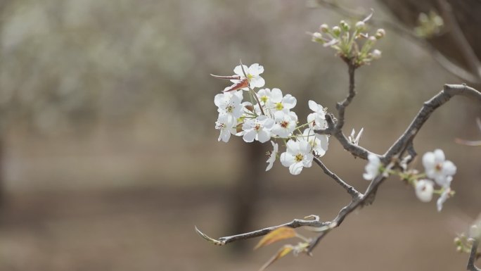 兰州皋兰什川百年梨园梨花盛开