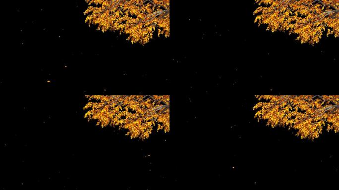 秋天树叶飘落-带透明通道