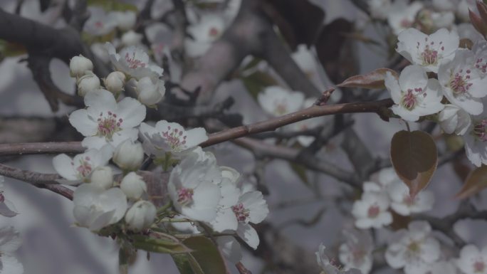 梨花 梨花树 梨花园 游人