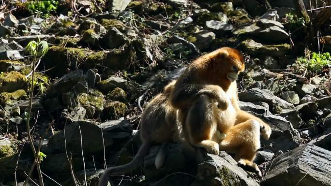 金丝猴坐在石头上