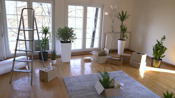 新房子里的纸板箱和室内植物