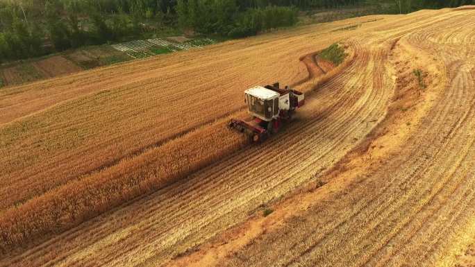 一组麦收4k航拍 割小麦航拍 小麦丰收