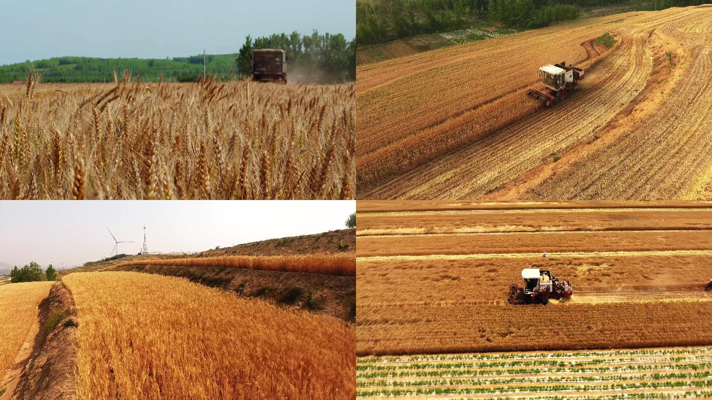 一组麦收4k航拍 割小麦航拍 小麦丰收