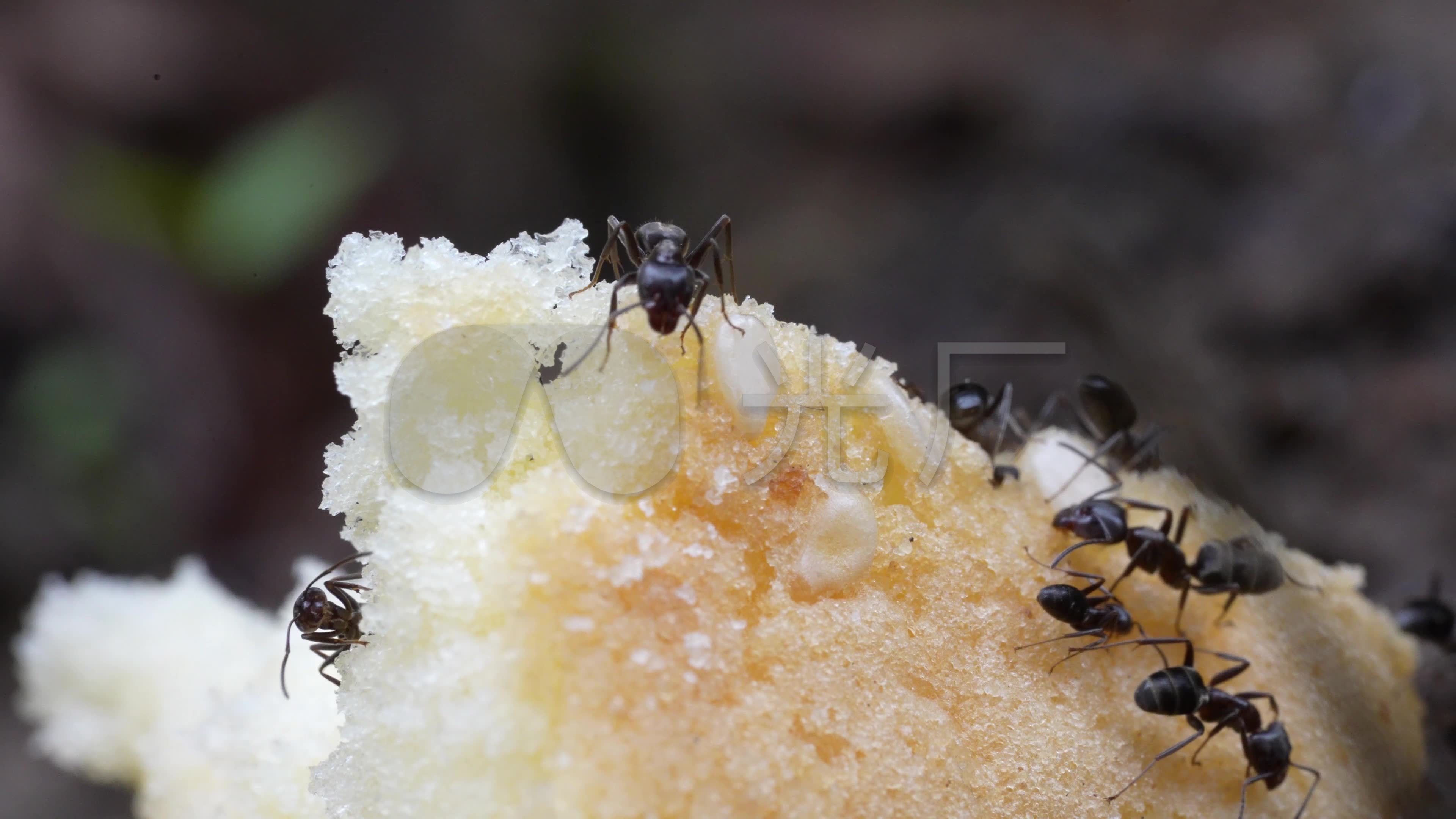 The Creepy Science Behind the Fungus That Turns Ants Into Zombies ...