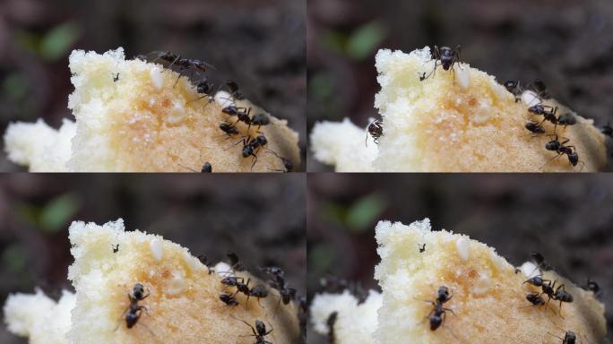 【4K原创】蚂蚁啃食面包3