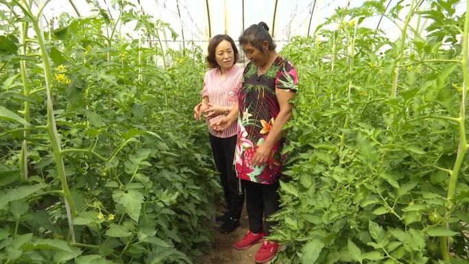 农业专家技术员在大棚内指导种植户种植技术