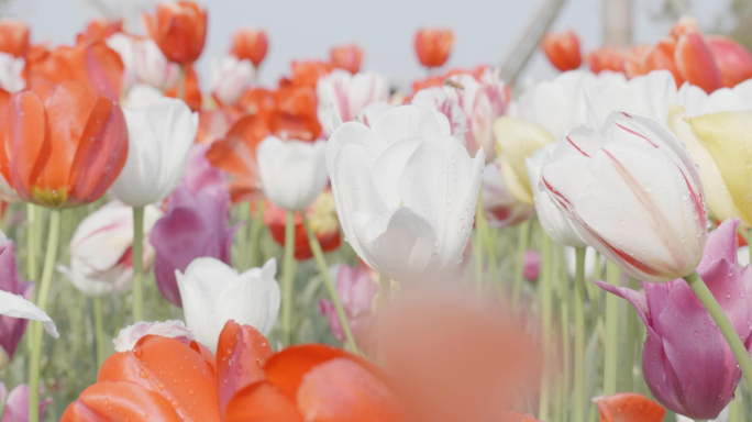 唯美春天春色郁金香花海