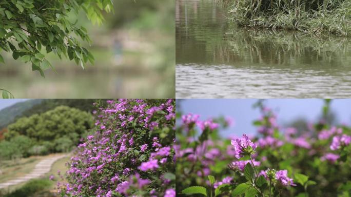 春天 绿草 鲜花