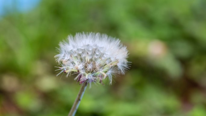 蒲公英种子展开延时