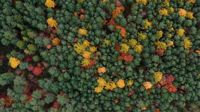 秋季多色森林鸟瞰图
