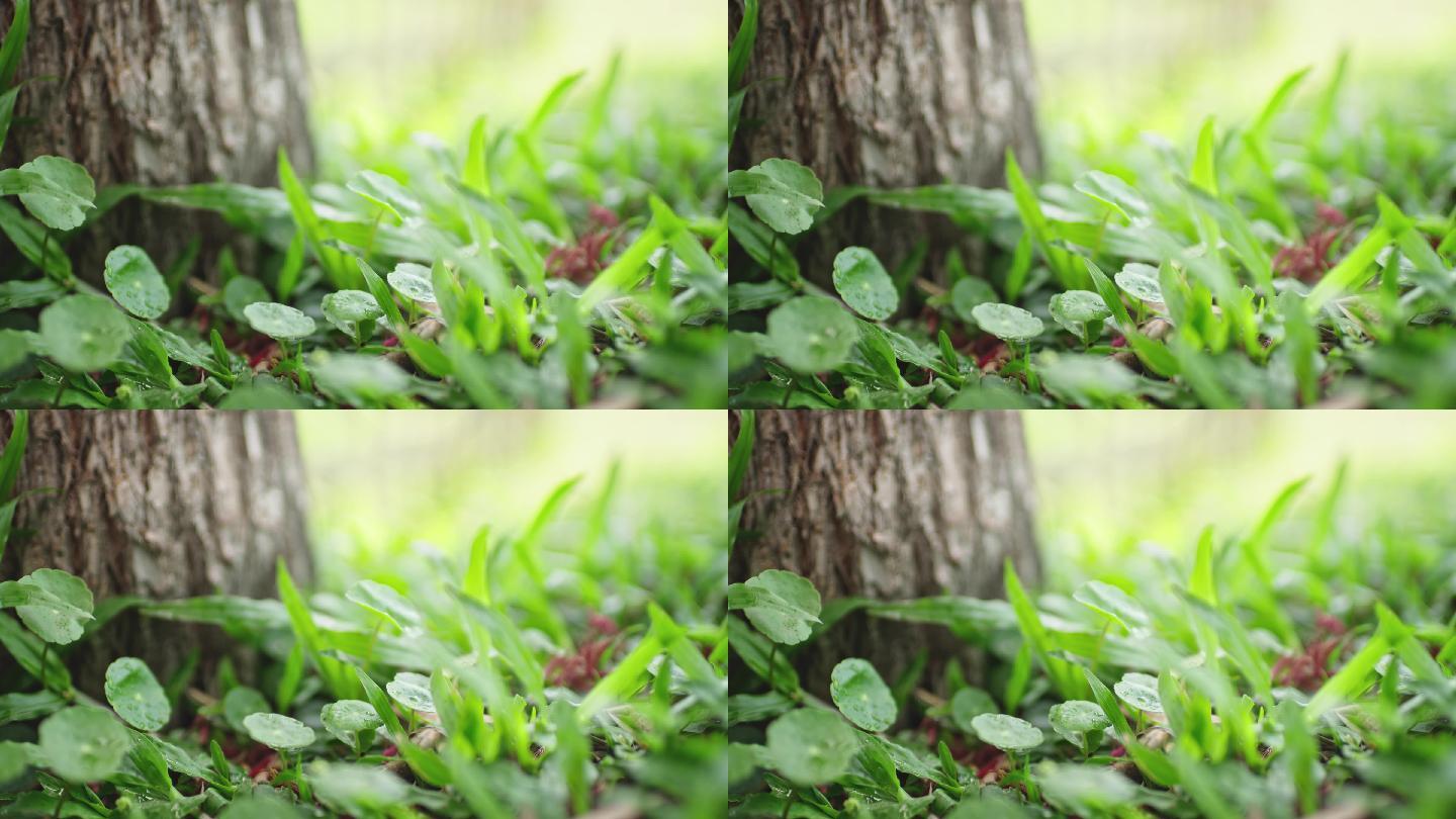 【正版素材】春天绿色植物FX0422-C