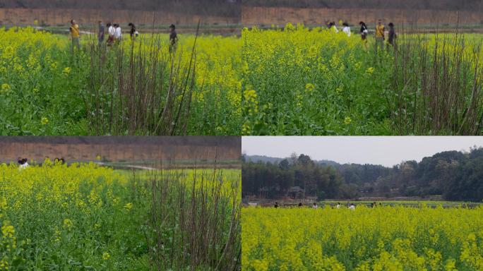 6K春天踏青油菜花开一组08