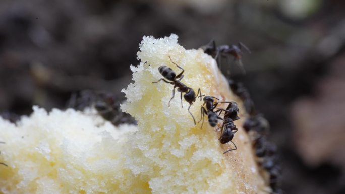 【4K原创】蚂蚁啃食面包1