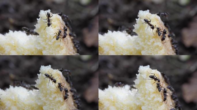 【4K原创】蚂蚁啃食面包1