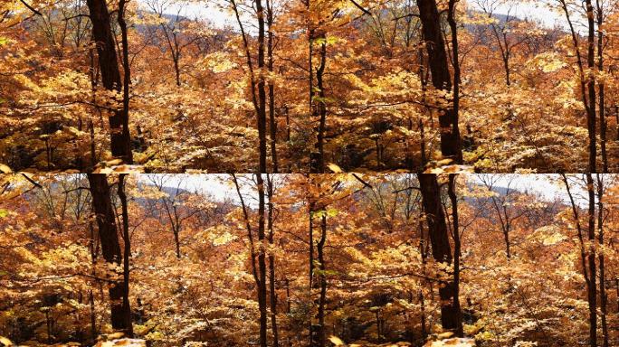 秋天的森林秋季枫叶秋季树叶黄金树叶