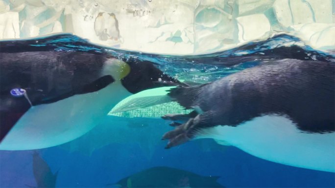 海洋馆企鹅在水里游