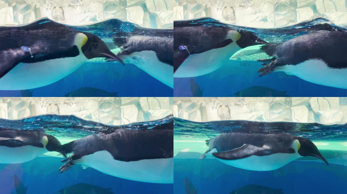 海洋馆企鹅在水里游