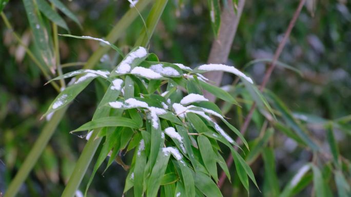 雪中竹子