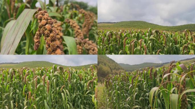 颗粒饱满的谷穗小米地粮食农业