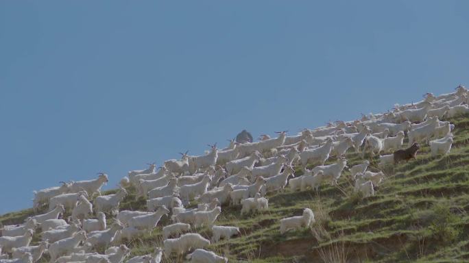一群山羊上山吃草