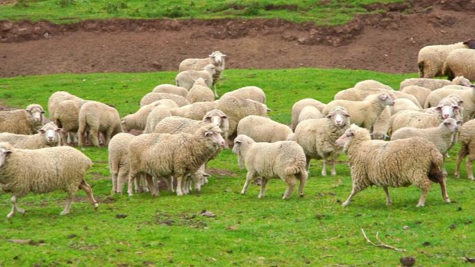 中国甘肃省武威市天祝县草原上的羊群