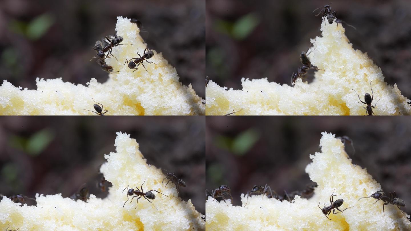 【4K原创】蚂蚁啃食面包4