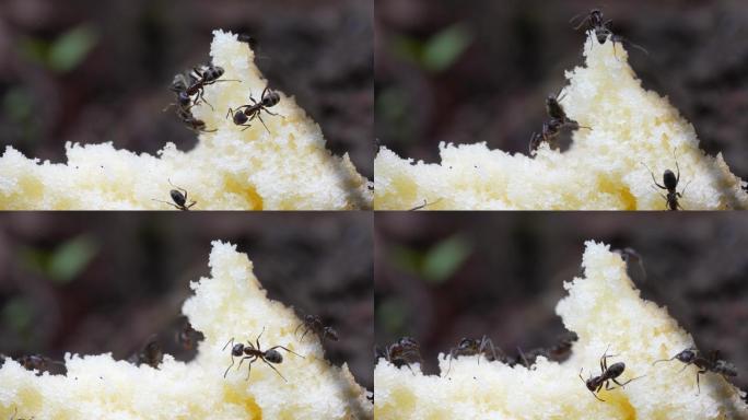 【4K原创】蚂蚁啃食面包4