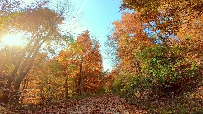 阳光透过秋林中的树木