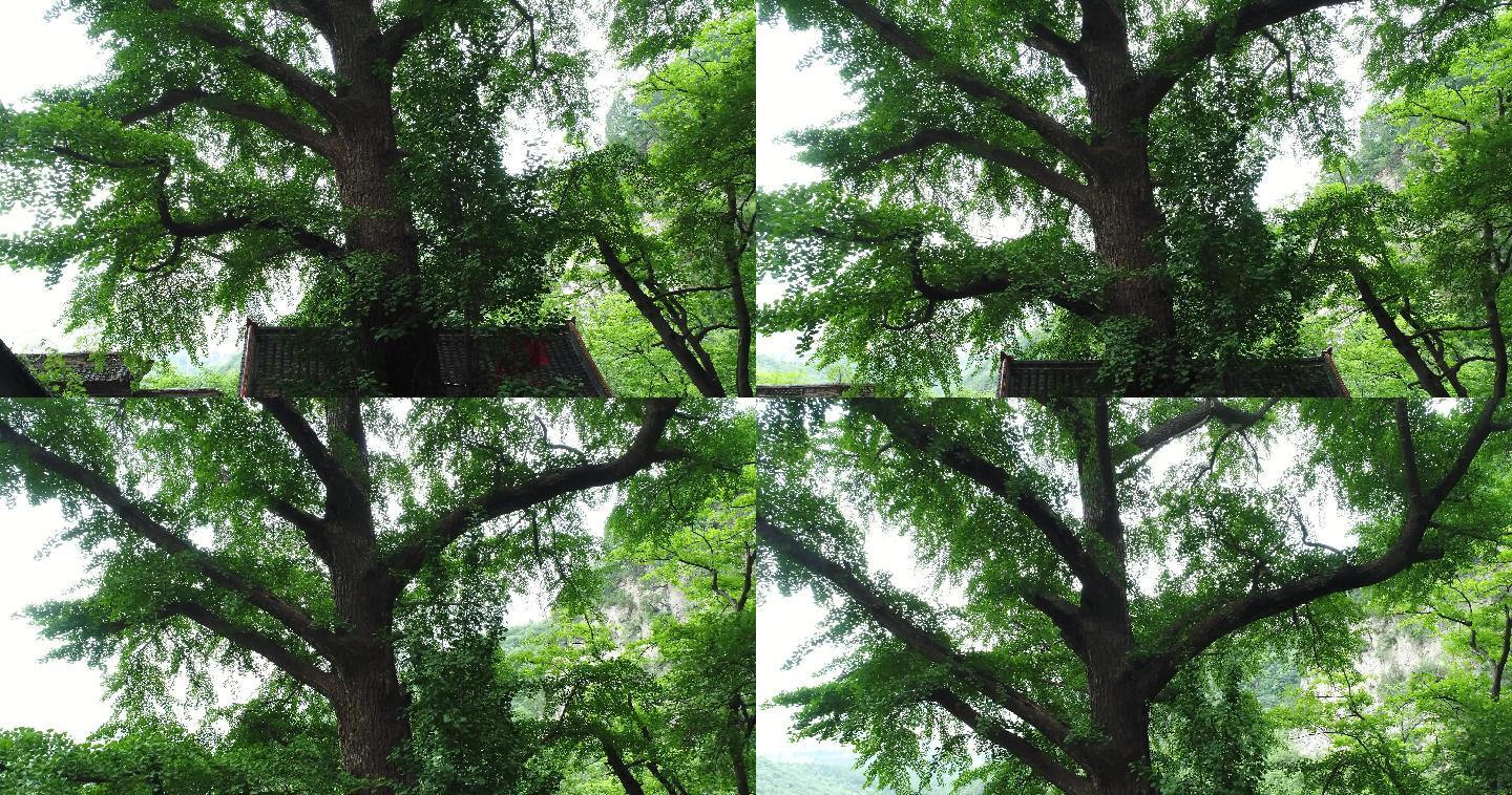 航拍特写大树树冠树枝4K