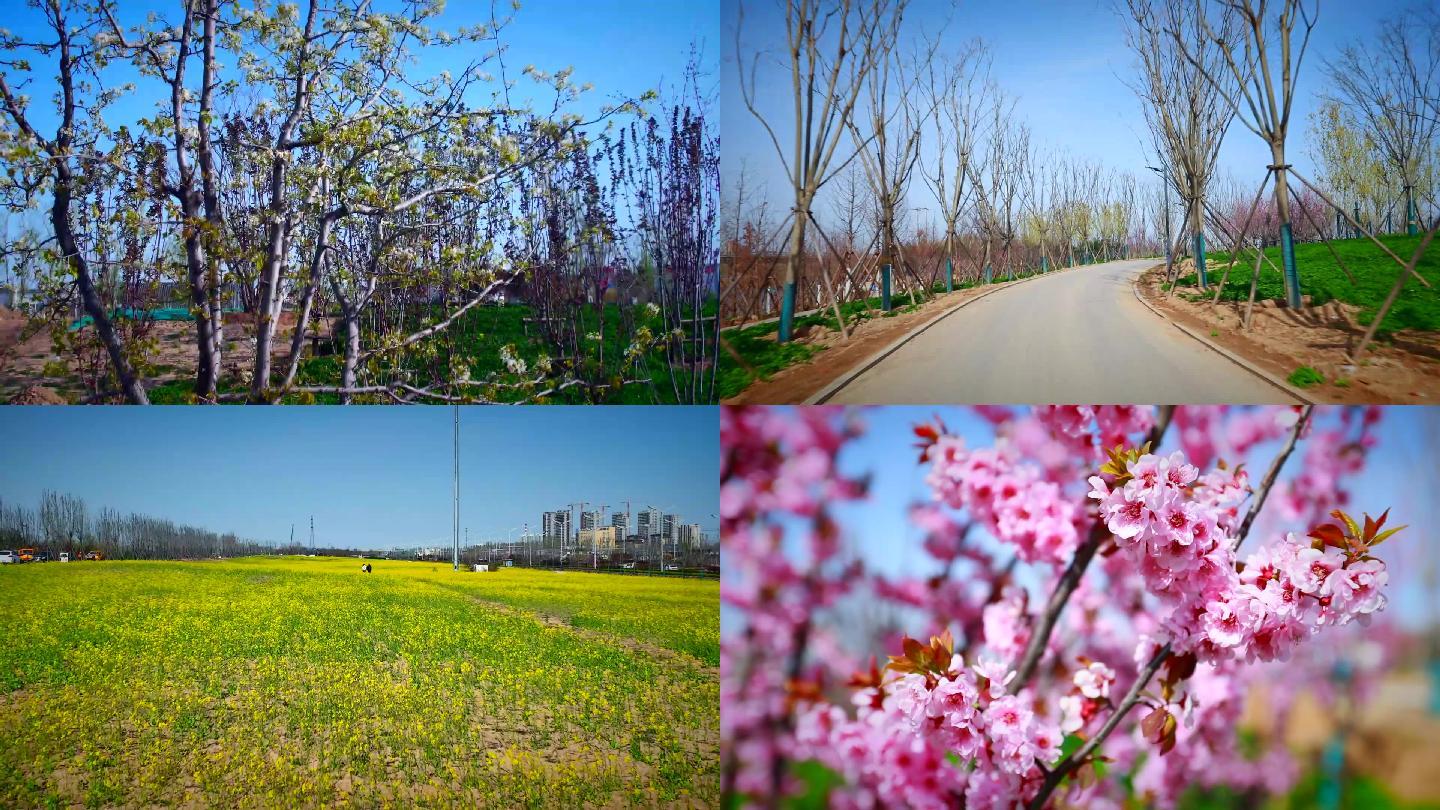 春暖花开春天景色 19x1080 高清视频素材下载 编号 实拍视频 光厂 Vj师网 Www Vjshi Com