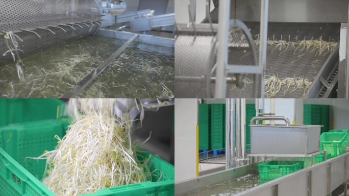 豆芽机械化清洗全流程